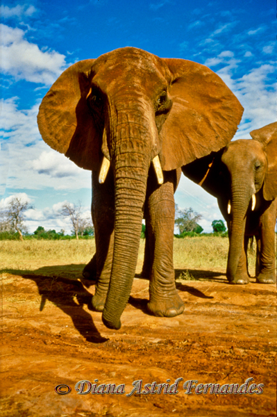 Eleanor-the-elephant-and-calf-Tsavo-Kenya